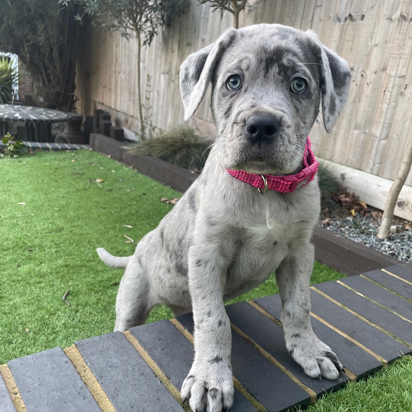 cane corso puppies for sale cane corso italiano puppies for sale cane corso mastiff puppies for sale cane corso puppies for sale australia cane corso puppies for sale breeders italian cane corso puppies for sale cane corso dog puppy for sale cane corso puppies for sale nsw cane corso puppies for sale qld cane corso puppies for sale in australia for sale cane corso puppies cane corso puppies for sale melbourne cane corso puppy for sale cane corso puppies for sale victoria cane corso puppy for sale melbourne cane corso grey puppy for sale straw cane corso puppy for sale american cane corso puppies for sale black cane corso puppies for sale blue cane corso mastiff puppies for sale blue cane corso puppies for sale cane corso australia puppies for sale cane corso bullmastiff mix puppies for sale cane corso pit mix puppies for sale buy cane corso puppy cane cross puppy for sale near me