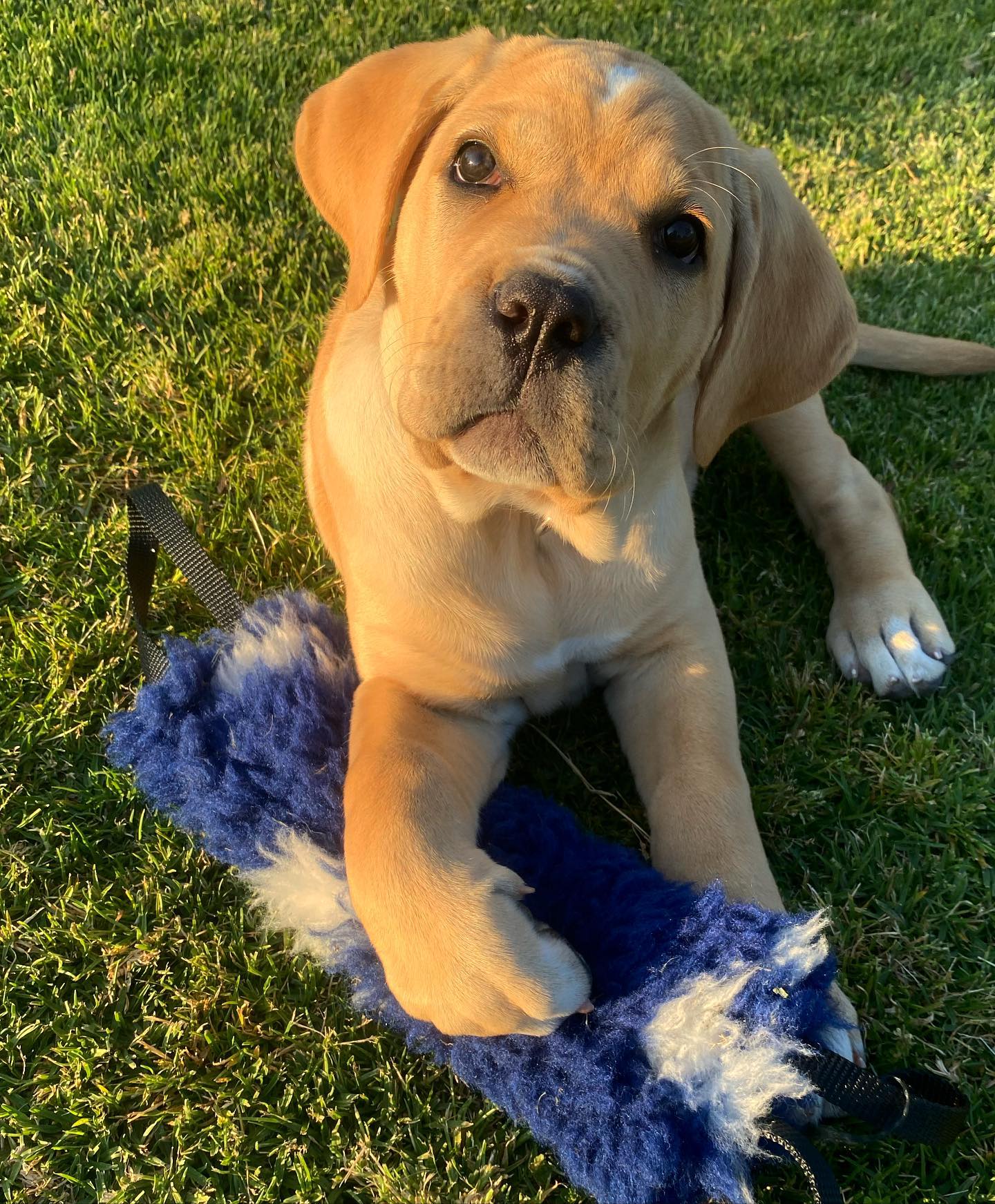 cane corso puppies for sale cane corso italiano puppies for sale cane corso mastiff puppies for sale cane corso puppies for sale australia cane corso puppies for sale breeders italian cane corso puppies for sale cane corso dog puppy for sale cane corso puppies for sale nsw cane corso puppies for sale qld cane corso puppies for sale in australia for sale cane corso puppies cane corso puppies for sale melbourne cane corso puppy for sale cane corso puppies for sale victoria cane corso puppy for sale melbourne cane corso grey puppy for sale straw cane corso puppy for sale american cane corso puppies for sale black cane corso puppies for sale blue cane corso mastiff puppies for sale blue cane corso puppies for sale cane corso australia puppies for sale cane corso bullmastiff mix puppies for sale cane corso pit mix puppies for sale buy cane corso puppy cane cross puppy for sale near me