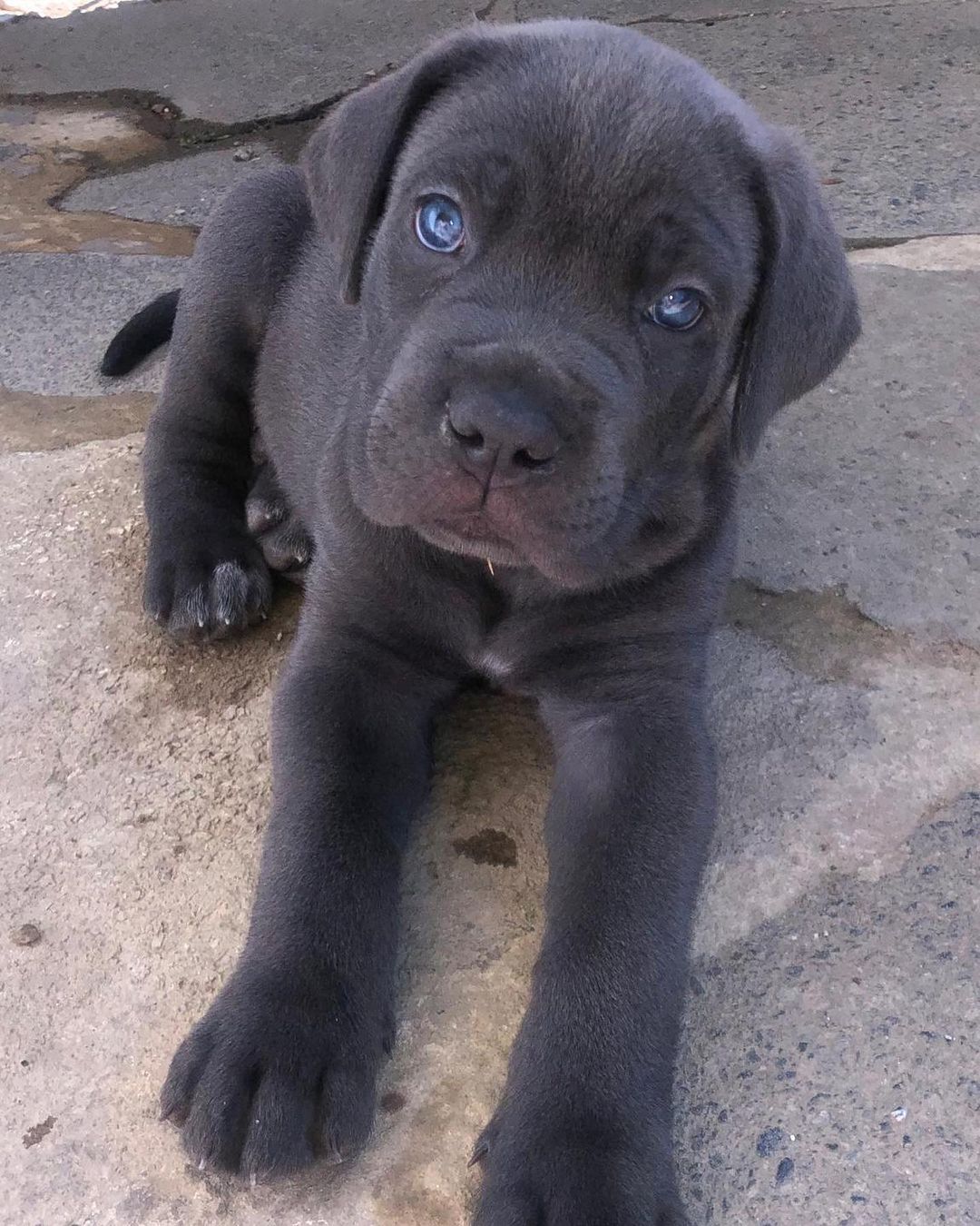cane corso puppies for sale cane corso italiano puppies for sale cane corso mastiff puppies for sale cane corso puppies for sale australia cane corso puppies for sale breeders italian cane corso puppies for sale cane corso dog puppy for sale cane corso puppies for sale nsw cane corso puppies for sale qld cane corso puppies for sale in australia for sale cane corso puppies cane corso puppies for sale melbourne cane corso puppy for sale cane corso puppies for sale victoria cane corso puppy for sale melbourne cane corso grey puppy for sale straw cane corso puppy for sale american cane corso puppies for sale black cane corso puppies for sale blue cane corso mastiff puppies for sale blue cane corso puppies for sale cane corso australia puppies for sale cane corso bullmastiff mix puppies for sale cane corso pit mix puppies for sale buy cane corso puppy cane cross puppy for sale near me