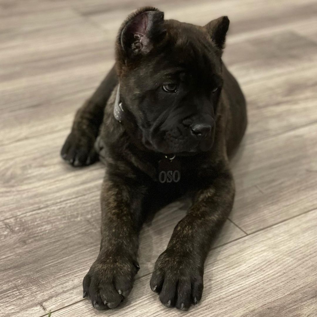 cane corso puppies for sale cane corso italiano puppies for sale cane corso mastiff puppies for sale cane corso puppies for sale australia cane corso puppies for sale breeders italian cane corso puppies for sale cane corso dog puppy for sale cane corso puppies for sale nsw cane corso puppies for sale qld cane corso puppies for sale in australia for sale cane corso puppies cane corso puppies for sale melbourne cane corso puppy for sale cane corso puppies for sale victoria cane corso puppy for sale melbourne cane corso grey puppy for sale straw cane corso puppy for sale american cane corso puppies for sale black cane corso puppies for sale blue cane corso mastiff puppies for sale blue cane corso puppies for sale cane corso australia puppies for sale cane corso bullmastiff mix puppies for sale cane corso pit mix puppies for sale buy cane corso puppy cane cross puppy for sale near me
