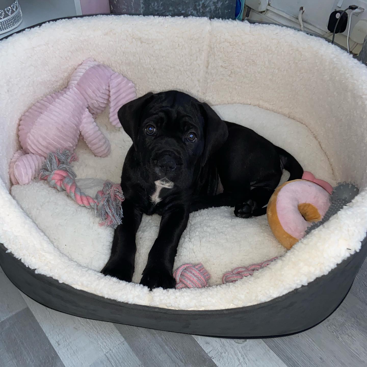 cane corso puppies for sale cane corso italiano puppies for sale cane corso mastiff puppies for sale cane corso puppies for sale australia cane corso puppies for sale breeders italian cane corso puppies for sale cane corso dog puppy for sale cane corso puppies for sale nsw cane corso puppies for sale qld cane corso puppies for sale in australia for sale cane corso puppies cane corso puppies for sale melbourne cane corso puppy for sale cane corso puppies for sale victoria cane corso puppy for sale melbourne cane corso grey puppy for sale straw cane corso puppy for sale american cane corso puppies for sale black cane corso puppies for sale blue cane corso mastiff puppies for sale blue cane corso puppies for sale cane corso australia puppies for sale cane corso bullmastiff mix puppies for sale cane corso pit mix puppies for sale buy cane corso puppy cane cross puppy for sale near me