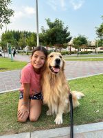 cirothegoldenpuppy_1700735660_3242328182670153059_27632417136 cirothegoldenpuppy_1700735660_3242328182670153059_27632417136