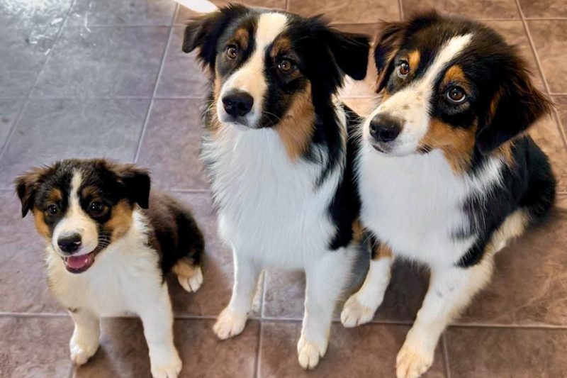 luxlightaussies_1727792508_3469297469308085339_45949432997